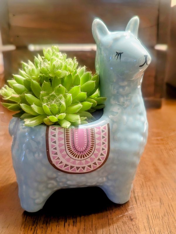 Product Image for  Little Llama Succulent Planter- Light Blue